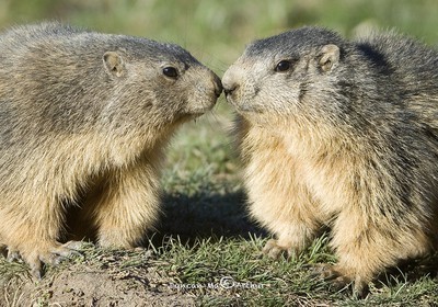 Bisous de marmottes
