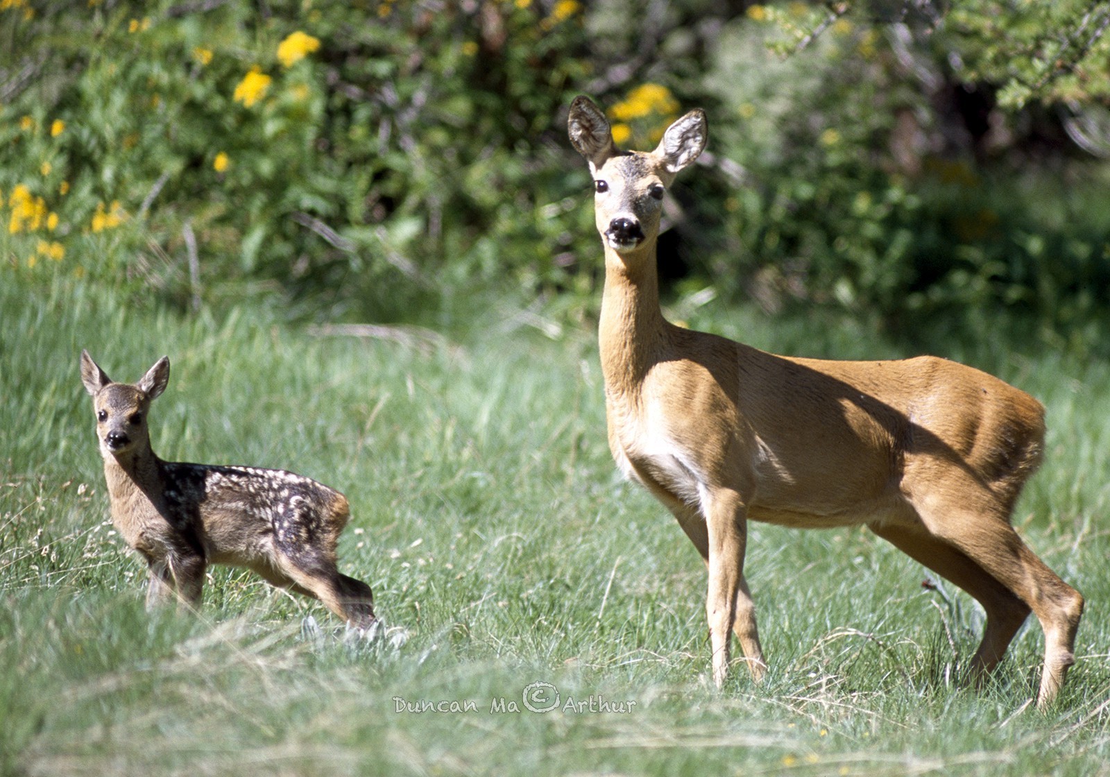 ChevreuilsAvec ses petits points