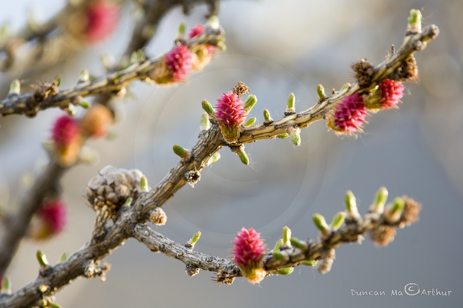 Fleurs de mélèzes