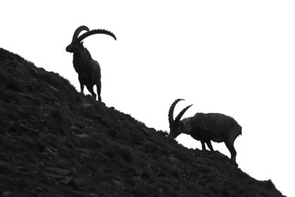 Silhouette de bouquetins