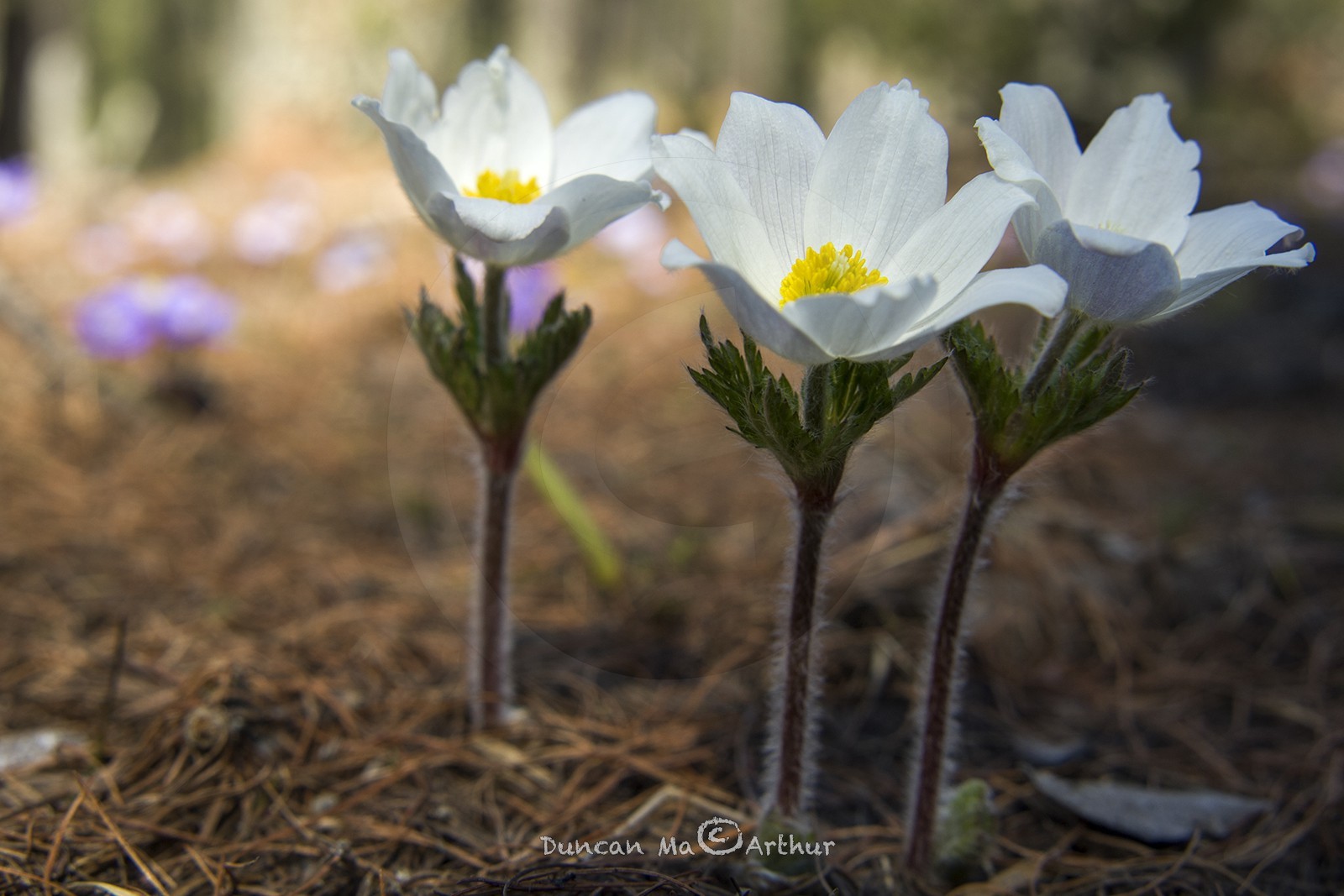 Anemones