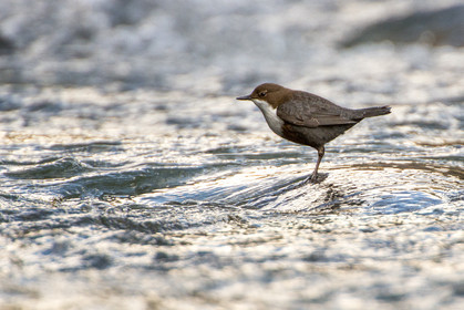 Un cincle plongeur sur le Guil
