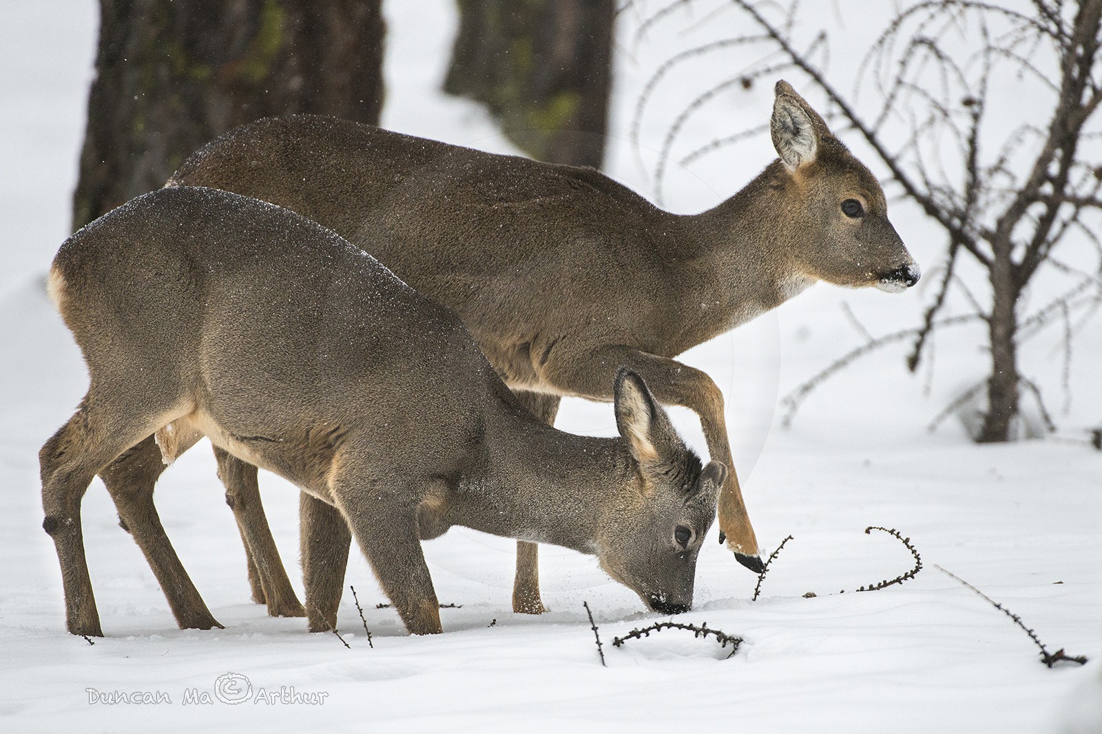 Chevreuils.Mère et petit cherchent un repas d'hiver
