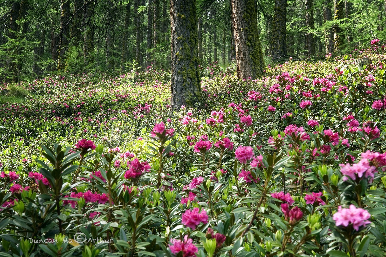 Rhododendrons under the larch forest