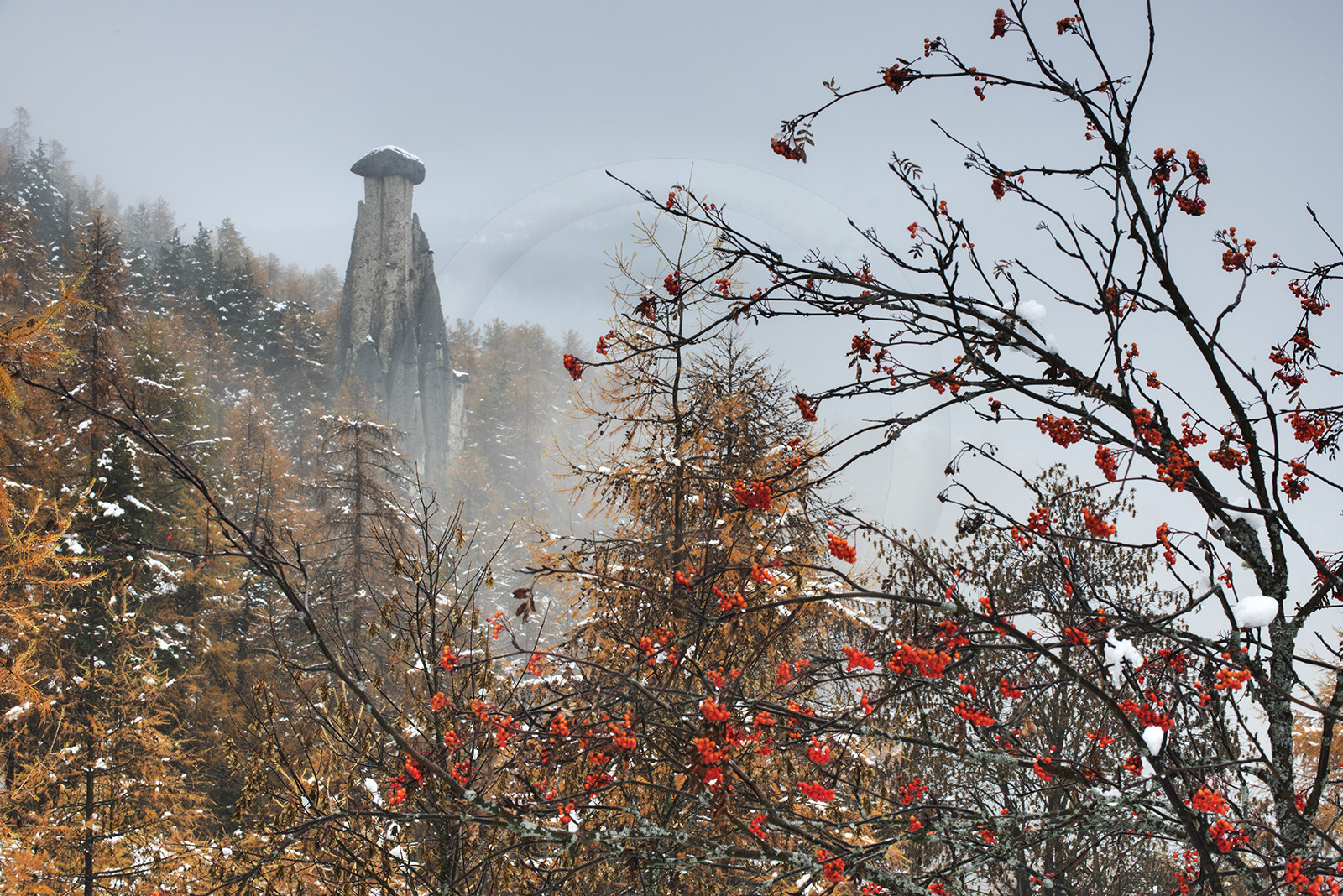 La demoiselle coiffée dans le brouillard