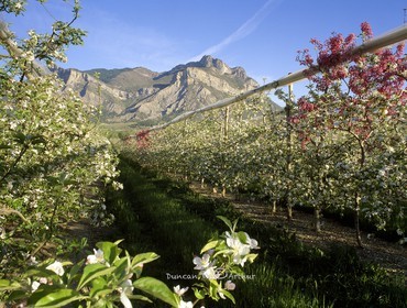 Les fruitiers de la plaine de la Durance et le pic de Crigne, Hautes-Alpes