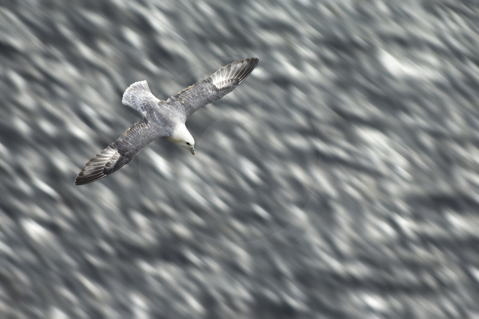 Fulmar en vol au dessus de la mer, vu depuis le haut d'une falaise