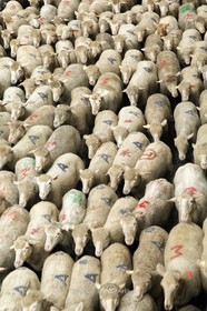 La transhumance