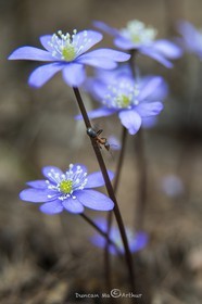 Ant and hepatica