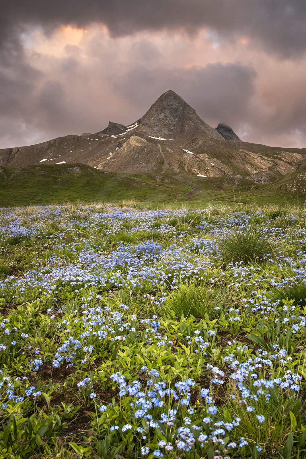 Un tapis de myosotis nous mène vers le Pain de Sucre