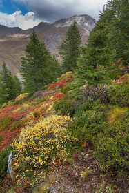 Couleurs de septembre face au Grand Queyras.