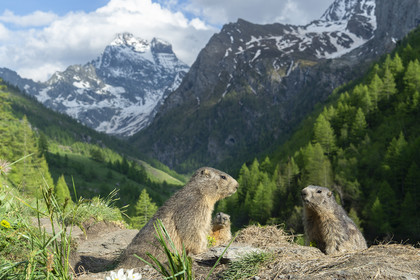 La conférence des marmottes devant le mont Viso