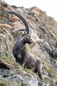 Le bouquetin