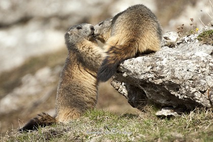 Gros bisous de marmottes