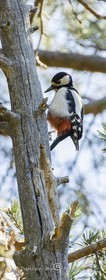 The greater spotted woodpecker