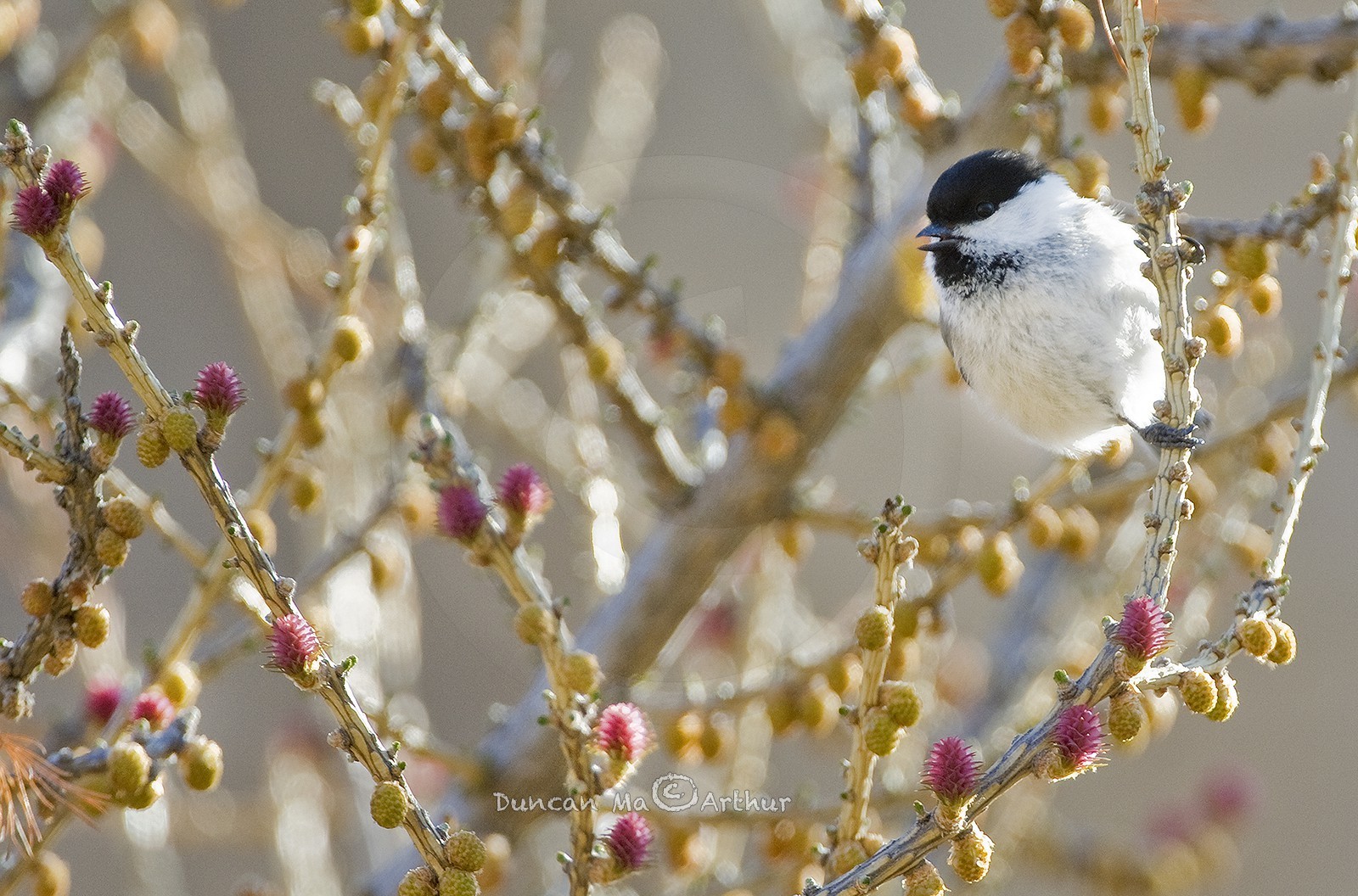 La mésange boréale et fleurs de mélèzes