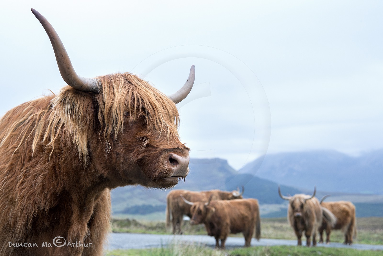 Les vaches highlandaises, île de Skye