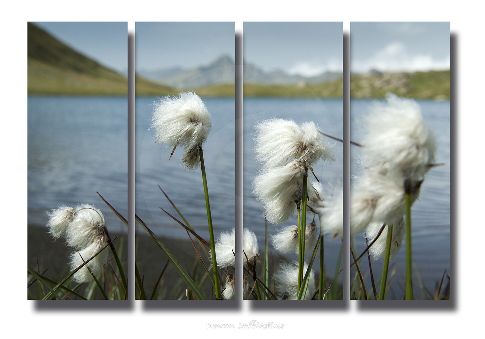 Linaigrettes au lac Egorgéou