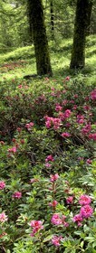 Rhododendrons sous les mélèzes