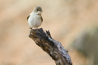 The fly catcher (female)