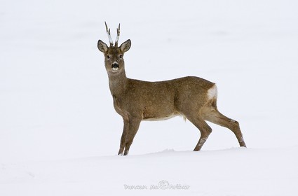 RoedeerSnow in May and more cold food
