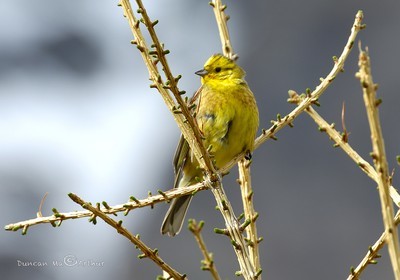 Le bruant jaune