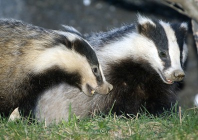 Badger