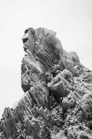 Portrait de la tête des toilies