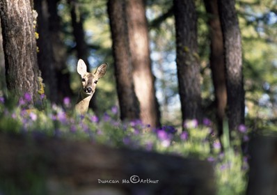 RoedeerShe was really curious, checking me out over the wild geraniums