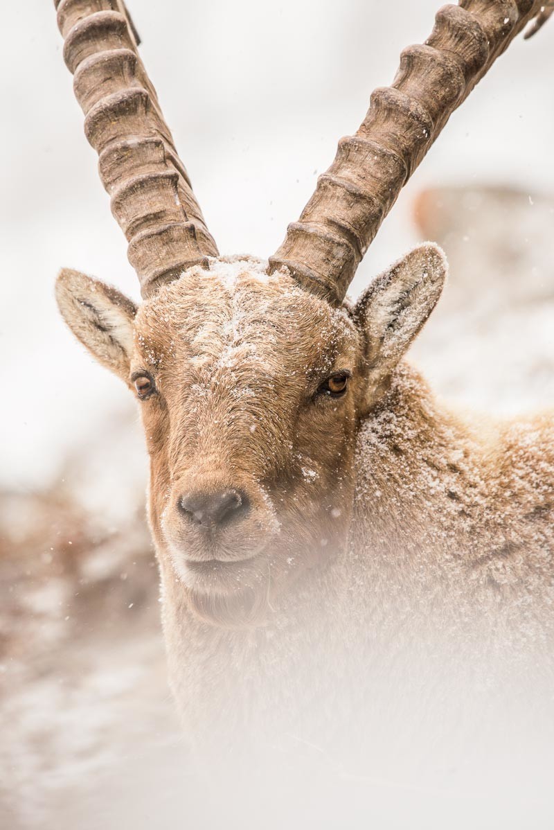 Portrait de bouquetin
