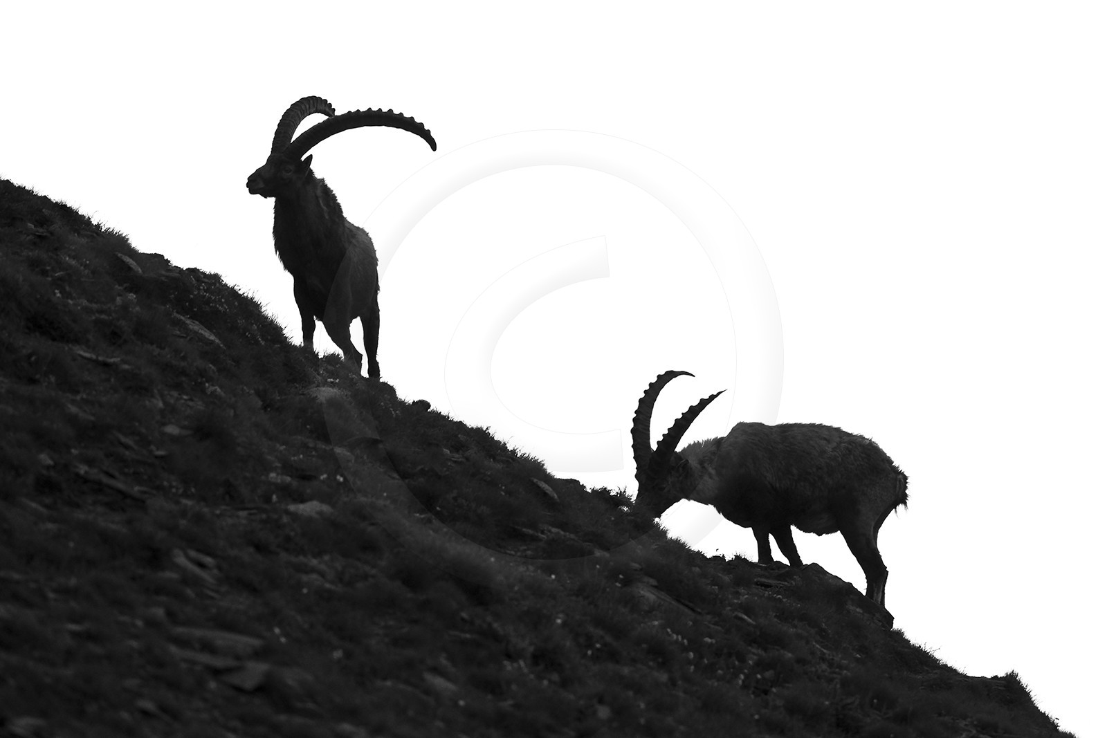 Silhouette de bouquetins