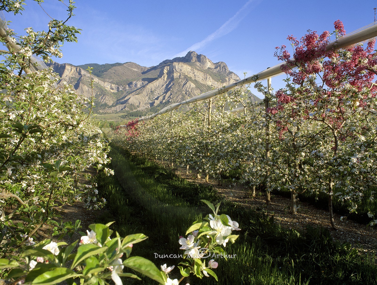 Les fruitiers de la plaine de la Durance et le pic de Crigne, Hautes-Alpes