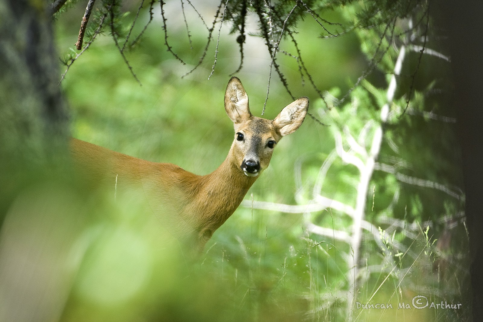 ChevreuilDans sa forêt verte