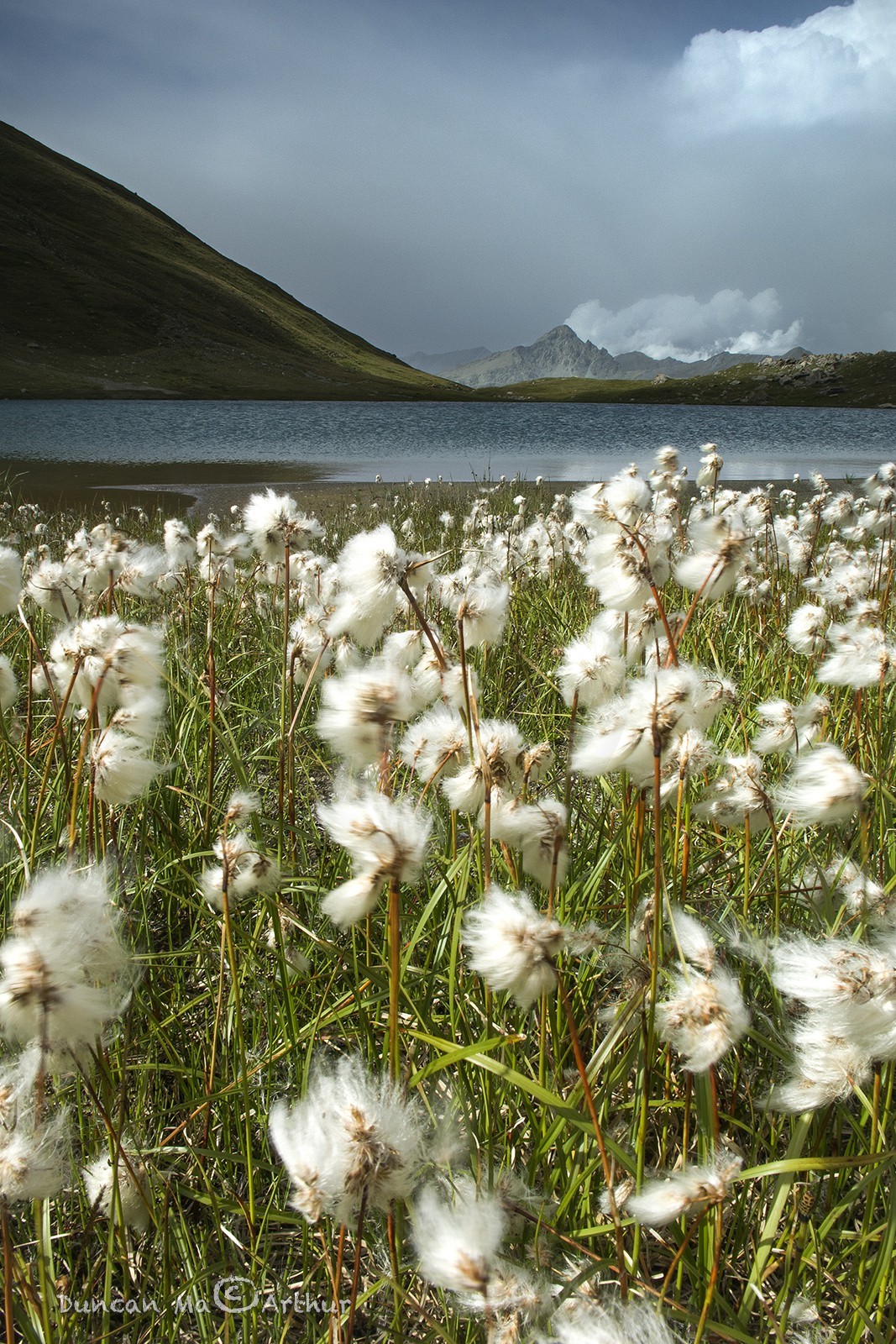 Linaigrettes au lac Egorgéou