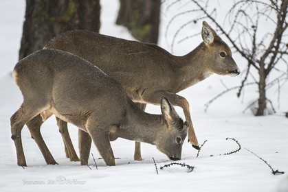 Chevreuils.Mère et petit cherchent un repas d'hiver