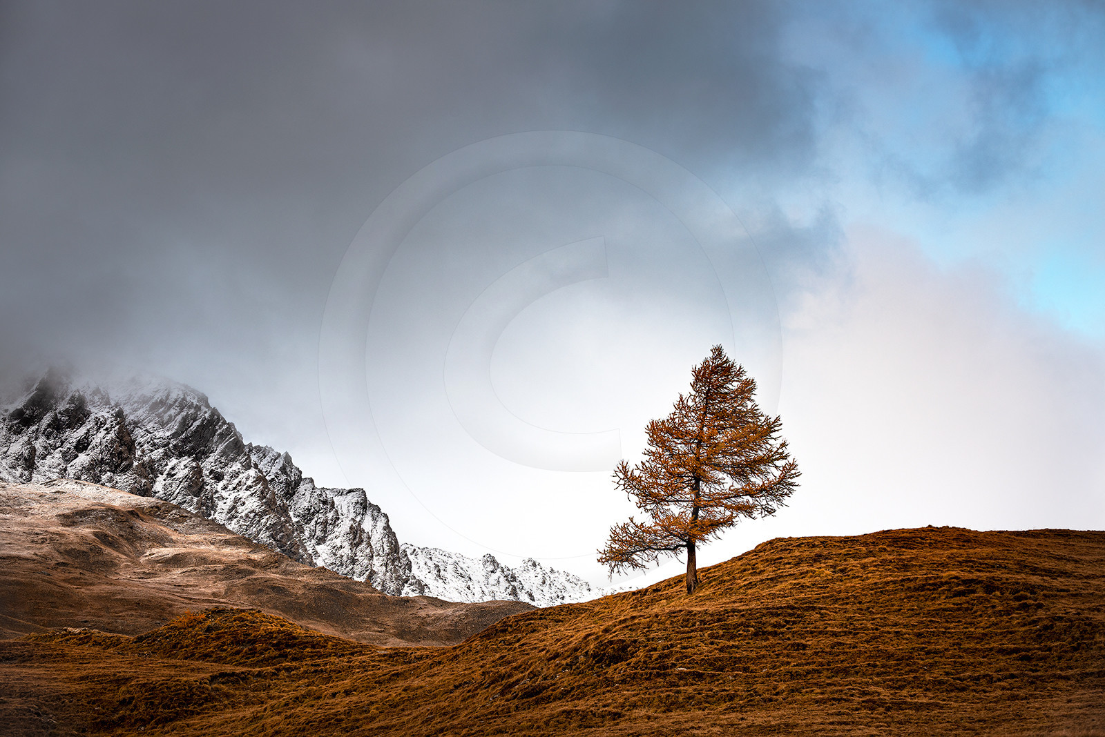 Le solitaire (mélèze)