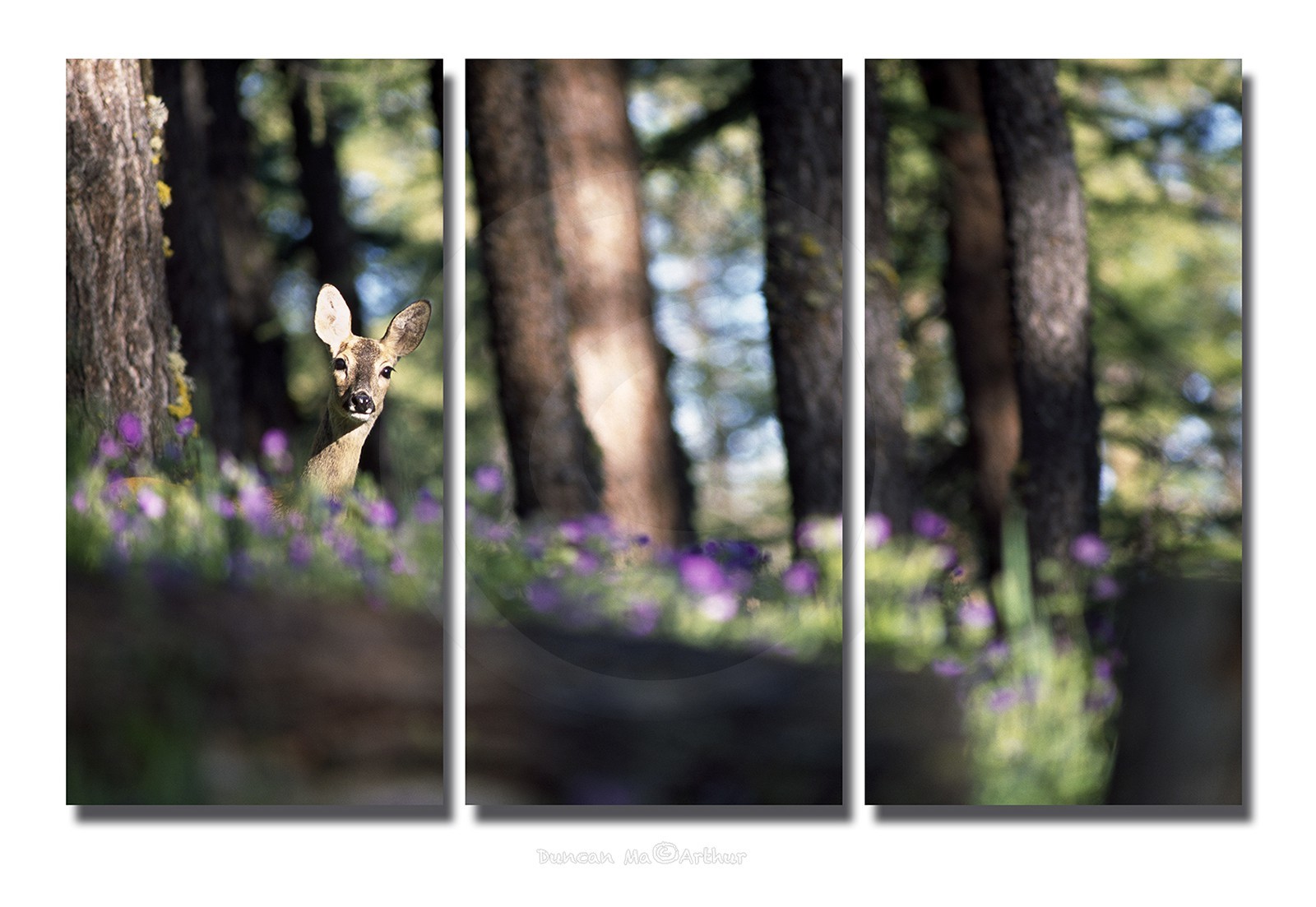 Chevreuil et géraniums sauvages