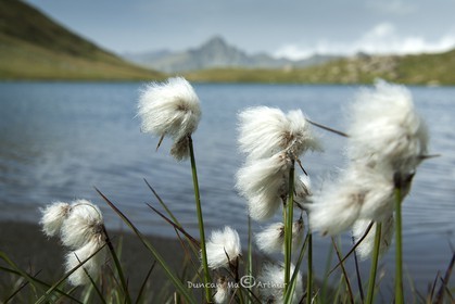 Bog cotton at the Egorgéou lake