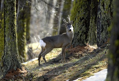 ChevreuilAu mois d'avril avec mes nouveaux bois