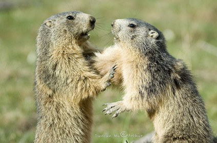 Jeux de marmottes