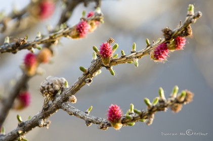 Larch flowers