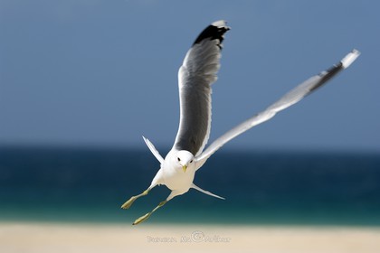 Gull, isle of Harris