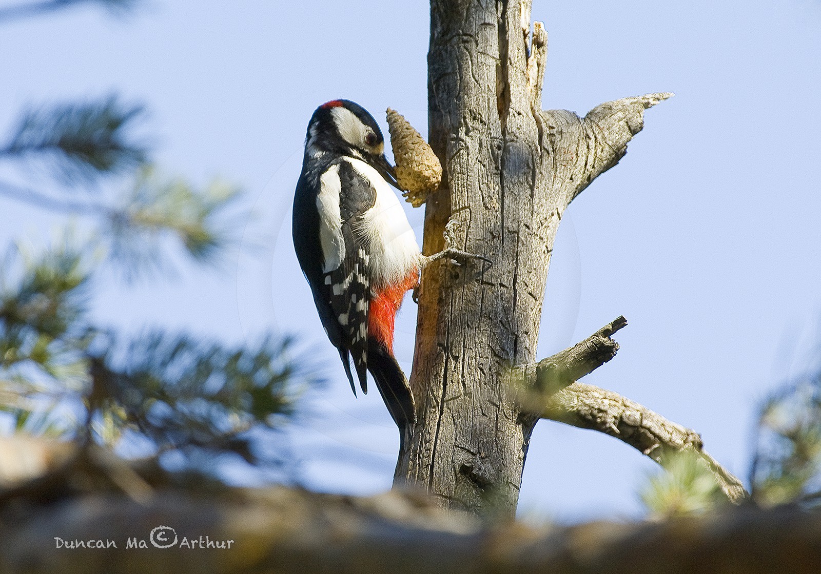 The greater spotted woodpecker