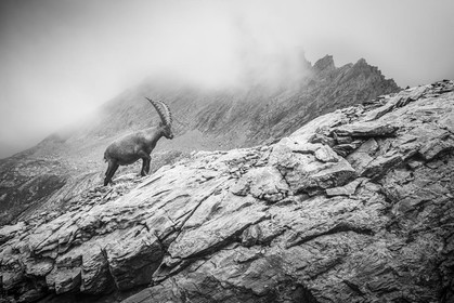 Bouquetin et la Taillante