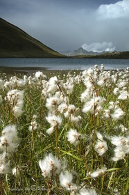 Bog cotton at Egorgéou lake
