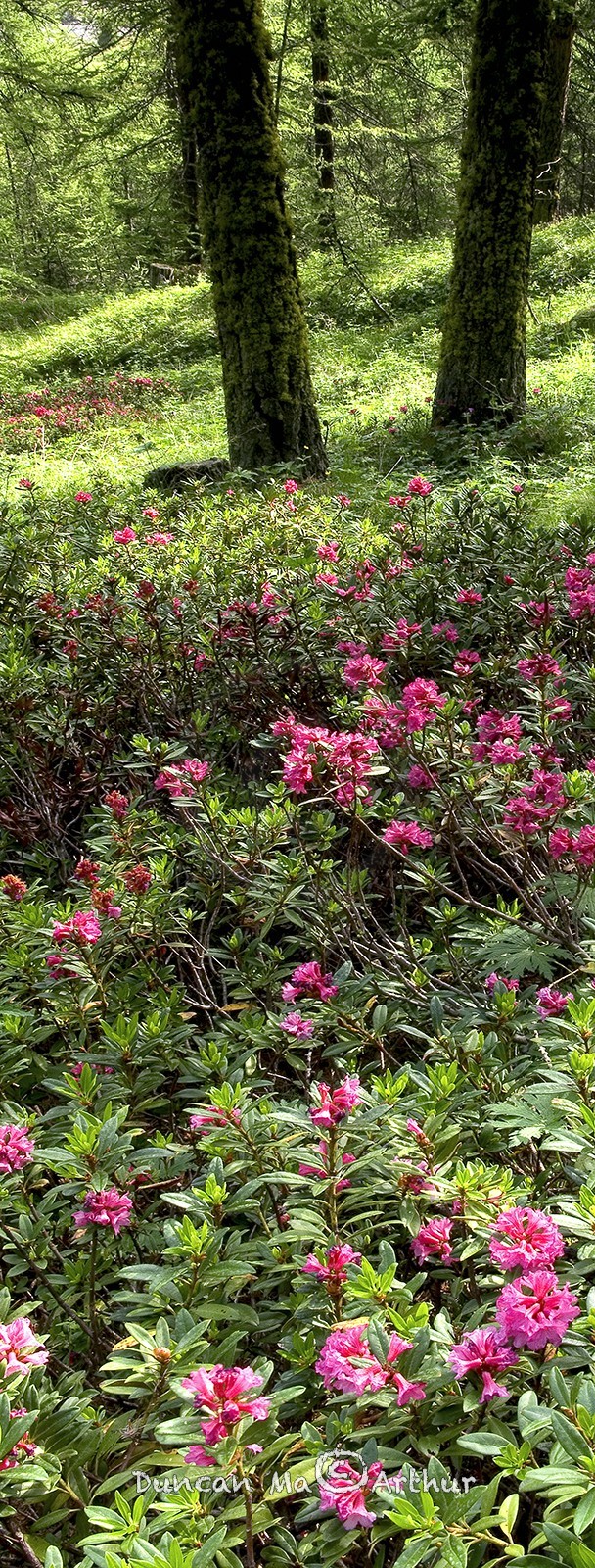 Rhododendrons sous les mélèzes