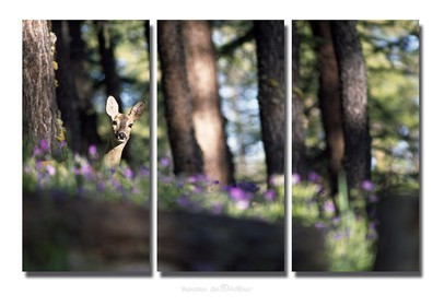 Roedeer and wild geraniums