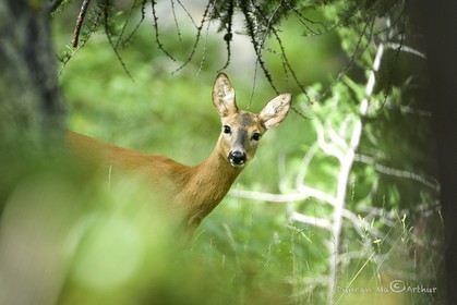 ChevreuilDans sa forêt verte