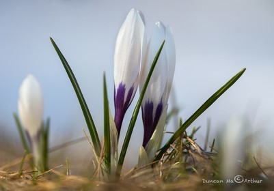 Spring crocus