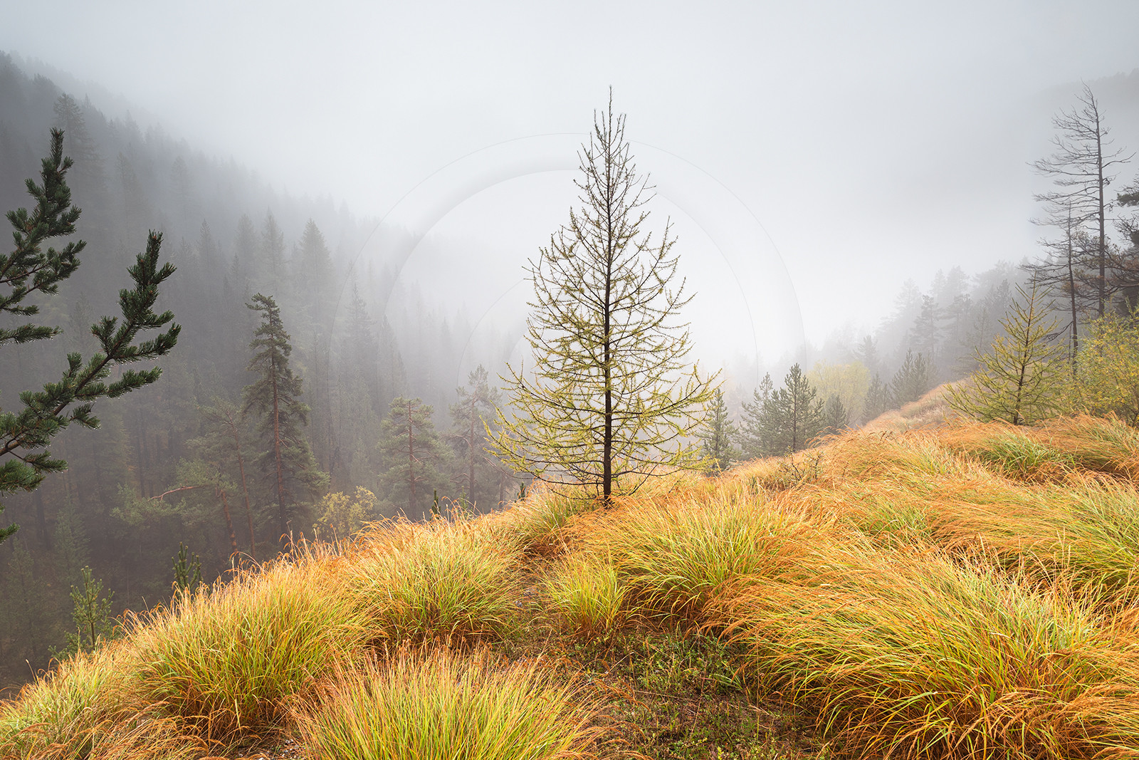 Les brumes et pluies d'automne